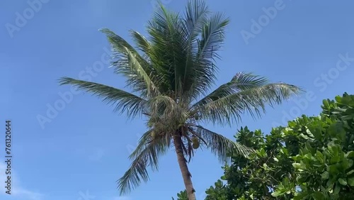 Palm tree against blue sky