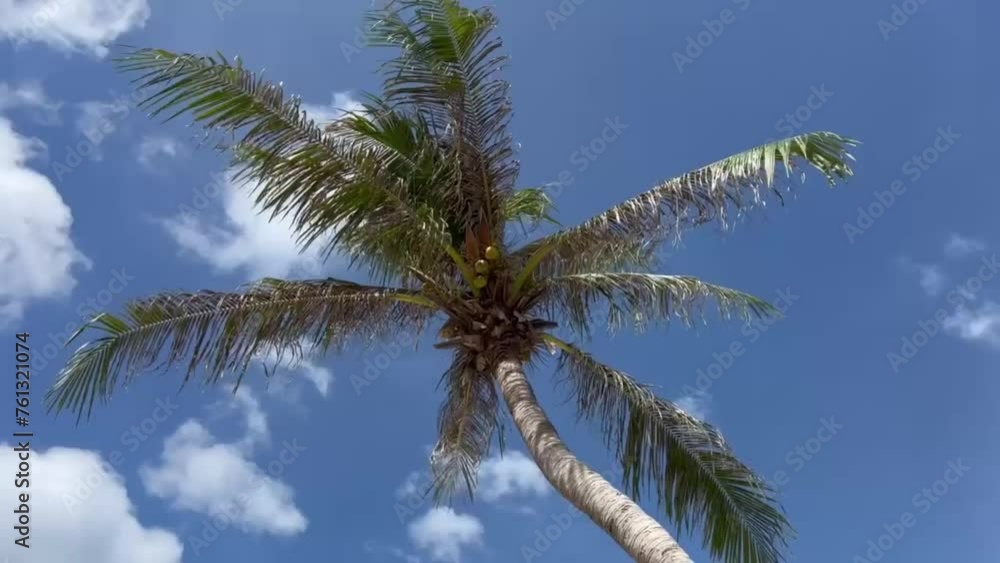 Palm tree against blue sky Palm tree against blue sky