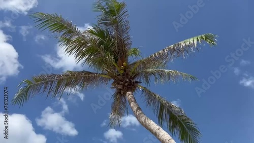Palm tree against blue sky