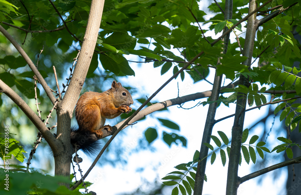 A squirrel is sitting on a tree branch in the forest. A squirrel is sitting on a tree branch in the forest.