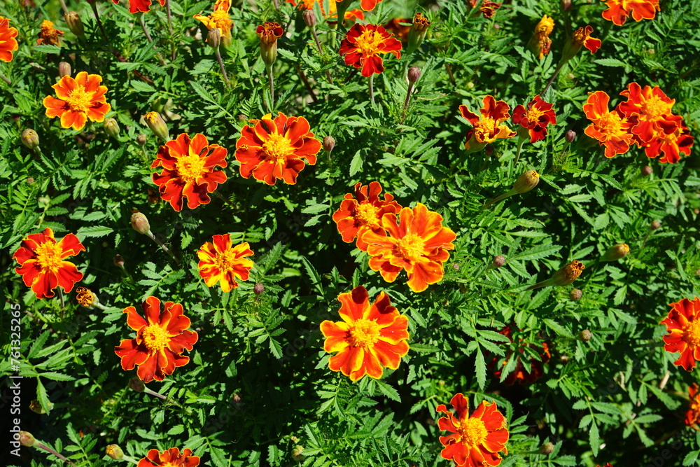 marigolds marigolds