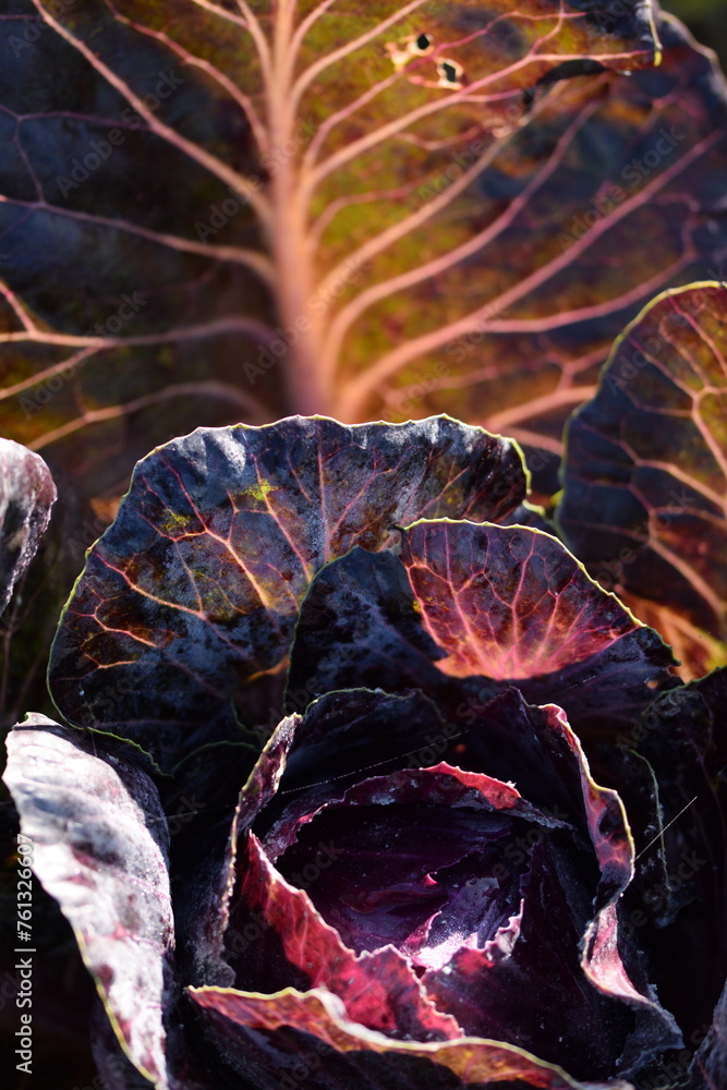 Obraz premium Red cabbage in autumn sunlight, closeup, selective focus, colors of autumn.