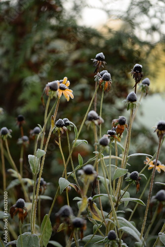 Rudbeckia autumn flowers, overblown autumnal flowers for background, hoarfrosted flowers on bokeh garden background