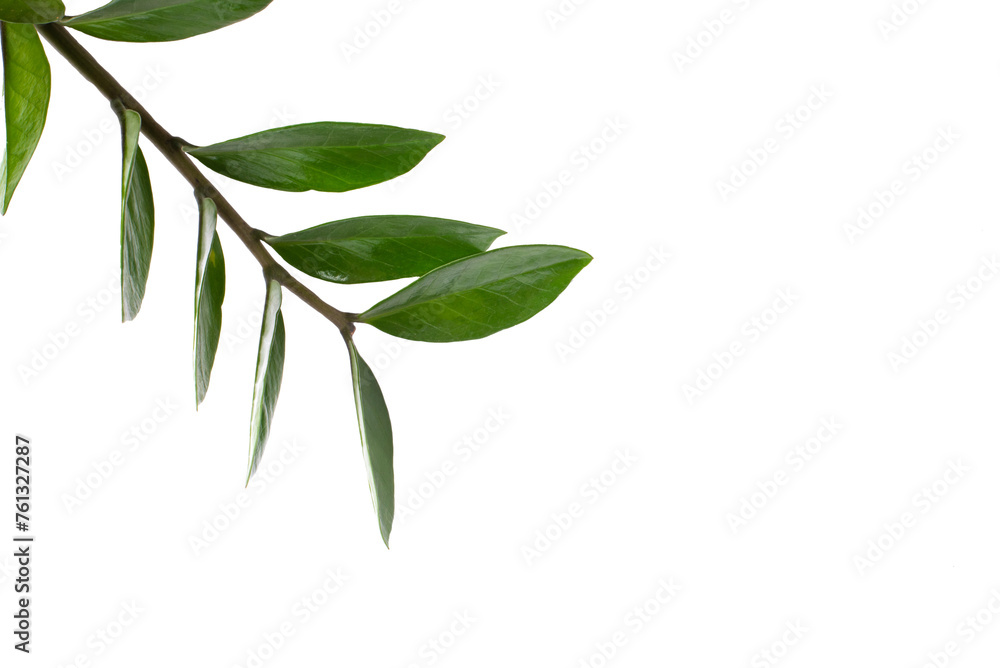 A fresh green branch with leaves on a transparent background.