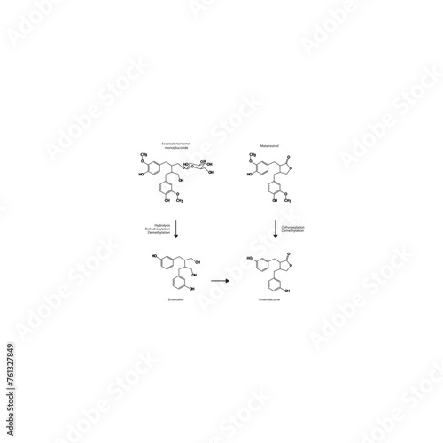 Diagram showing biochemical conversion of lignans to Enterolactone and Enterodiol - skeletal formula scientific illustration. Chemical biotransformation.