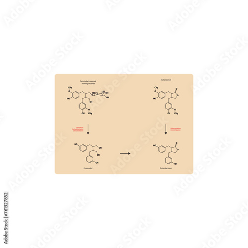 Diagram showing biochemical conversion of lignans to Enterolactone and Enterodiol - skeletal formula scientific illustration. Chemical biotransformation.