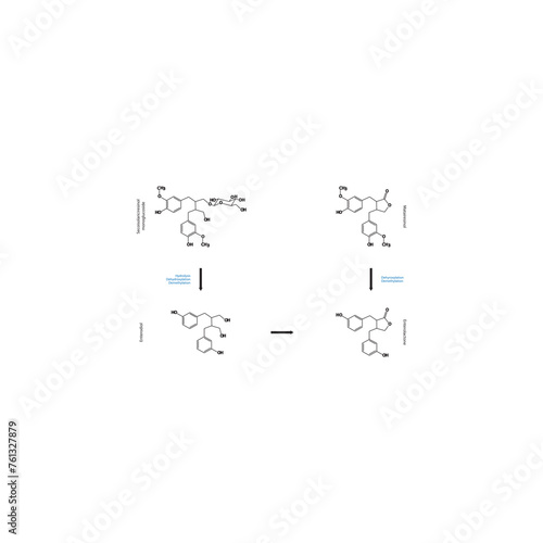 Diagram showing biochemical conversion of lignans to Enterolactone and Enterodiol - skeletal formula scientific illustration. Chemical biotransformation.