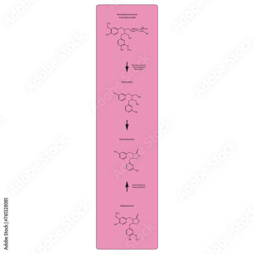 Diagram showing biochemical conversion of lignans to Enterolactone and Enterodiol - skeletal formula scientific illustration. Chemical biotransformation.