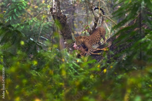 The Indian leopard (Panthera pardus fusca), a large male in a tropical deciduous forest with prey. A leopard with a caught chital deer on a tree.