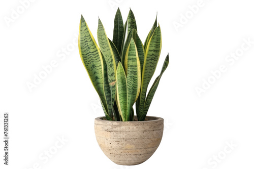 a tall snake office plant on transparency background PNG