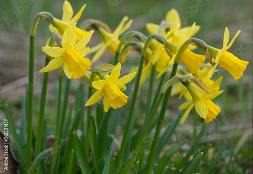 Yellow daffodils