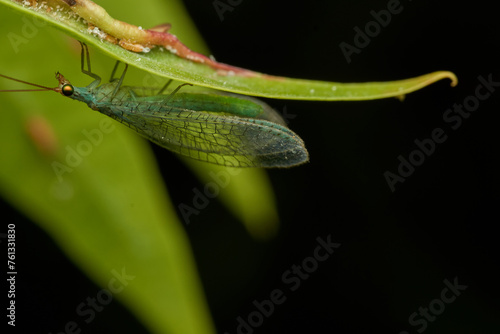 Details of a green lacewing Chrysopidae insect © DiazAragon