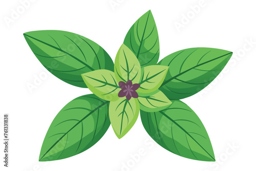  Basill flower flat vector illustration photo