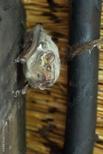 Mauritius-Grabfledermaus / Mauritian tomb bat / Taphozous mauritianus