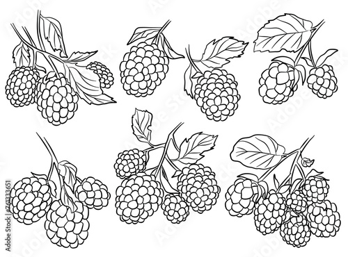 Blackberries outline branches illustration. Vector collection.