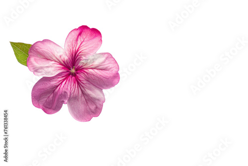top view  a single gradient magenta Catharanthus roseus  on transparency background PNG