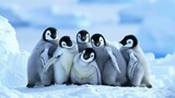 Cute Penguin Family Cuddling in Snowy Antarctica