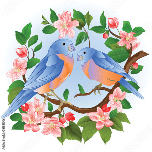 Blue birds  thrush small birds on a apple tree branch with flowers spring background vintage watercolor vector illustration editable hand draw
