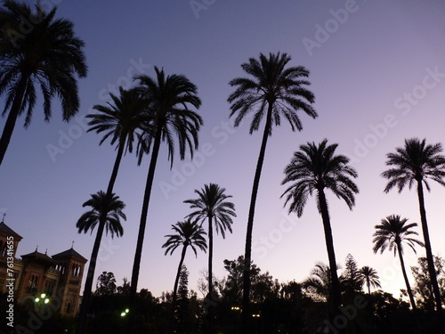 Palmiers silhouette à la tombée de la nuit © Cyndie