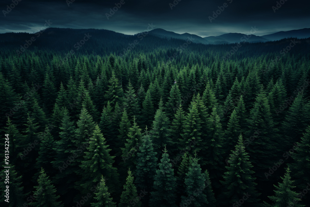 Fototapeta premium Forest with many trees and dark sky