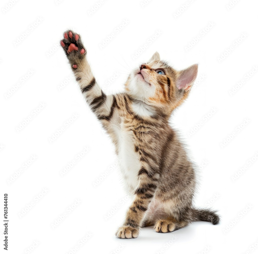 Fototapeta premium Tabby Kitten's Adorable Stand-up Moment Captured - Generative AI