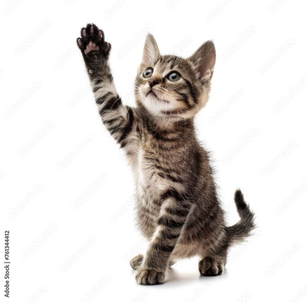 Tabby Kitten's Adorable Stand-up Moment Captured - Generative AI Tabby Kitten's Adorable Stand-up Moment Captured - Generative AI