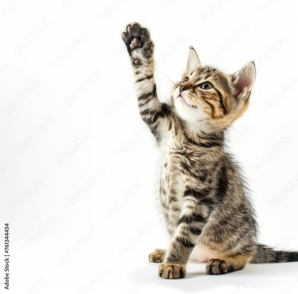 Fototapeta premium Tabby Kitten's Adorable Stand-up Moment Captured - Generative AI