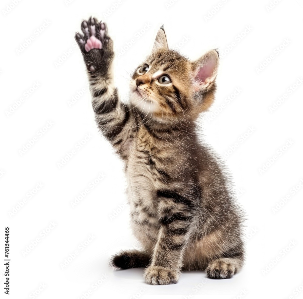Tabby Kitten's Adorable Stand-up Moment Captured - Generative AI Tabby Kitten's Adorable Stand-up Moment Captured - Generative AI