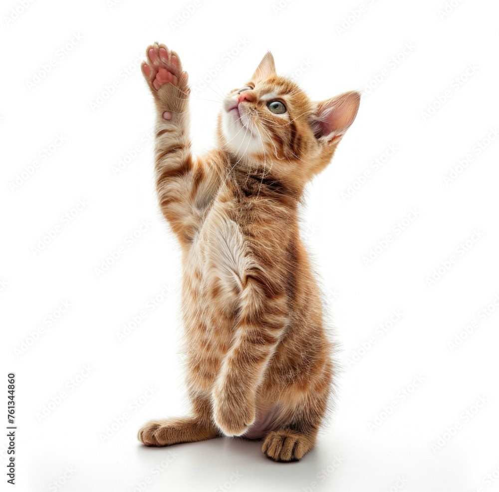 Fototapeta premium Playful Tabby Kitten Reaching High with Endearing Charm - Generative AI