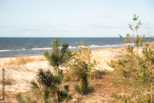 Close-up of pine on a sandy beach