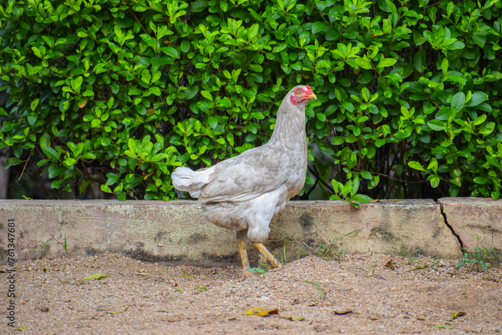 Indian adult Hen, Game chicken searching for food in the sand. Indian adult Hen, Game chicken searching for food in the sand.