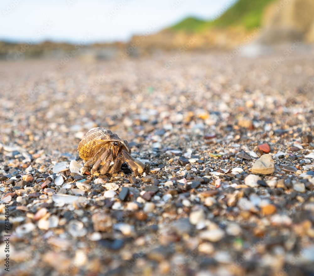 Little hermit crab go through the sands on the beach, scene out of focus in purpose, in Keelung, Taiwan. Little hermit crab go through the sands on the beach, scene out of focus in purpose, in Keelung, Taiwan.