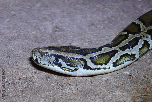 Dunkler Tigerpython / Burmese python / Python molurus bivittatus