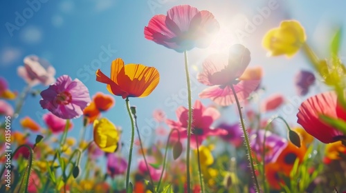 Poppy brilliance under sun © May's Creations