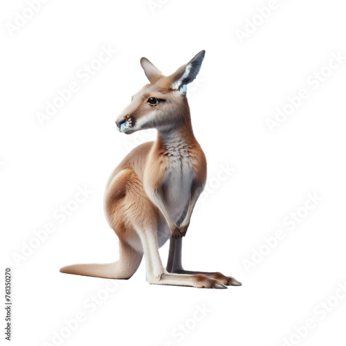 Kangaroo on a Transparent Background © Momo