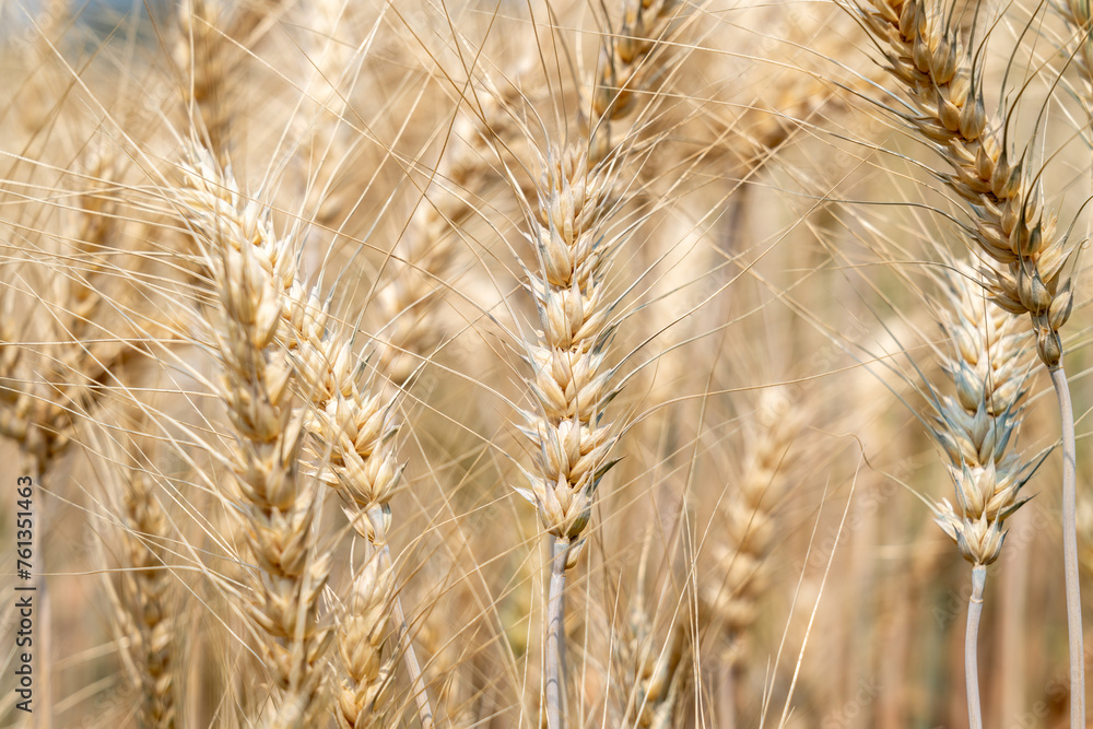 Close up of full grown barley in the barley field Close up of full grown barley in the barley field