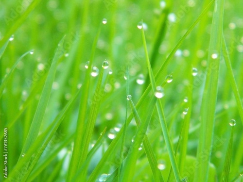 Green grass with a close-up of dew.