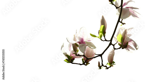 Zweig mit Magnolienblüte isoliert