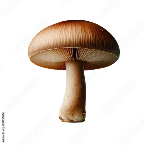 Mushroom on Transparent Background