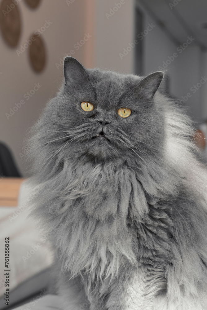 Fototapeta premium Big Persian cat with yellow eyes and long gray fur looking into the camera