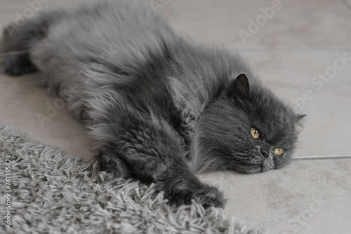 Persian cat with fur of gray color lying on the floor neer fluffy carpet. Pet relaxing at home