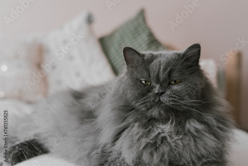 Persian cat with grey fur lying on a sofa in the living room. Portrait of a pet