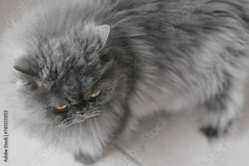 One persian cat with long fur of grey color standing on the floor