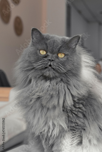 Big Persian cat with yellow eyes and long gray fur looking into the camera