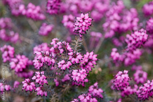 abstract landscape with spring flowers in blurred background.