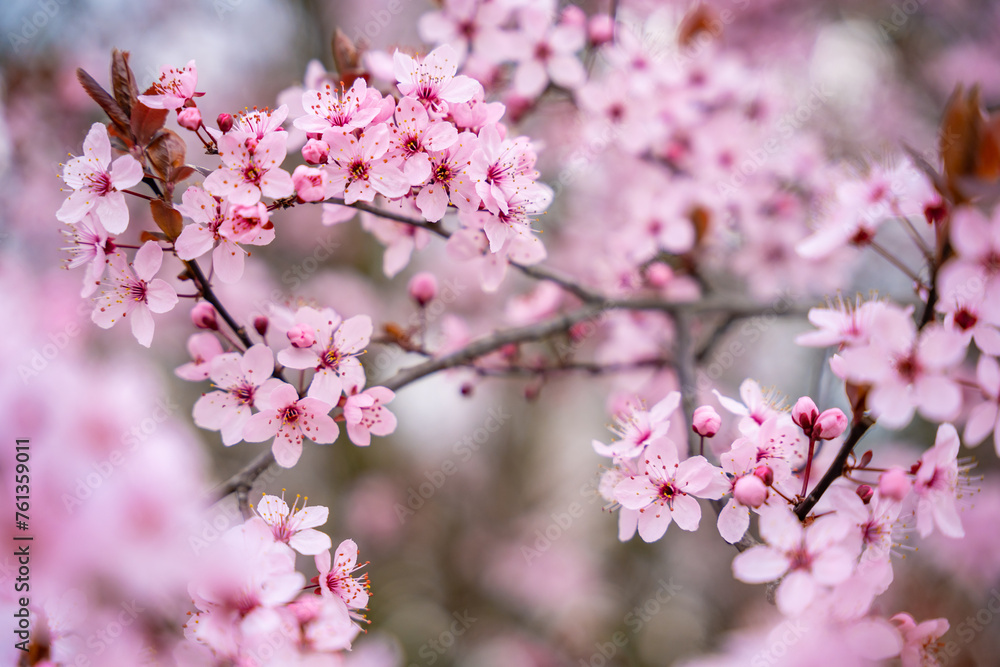 Beautiful spring background with pink flowers of cherry tree in spring time in Prague park