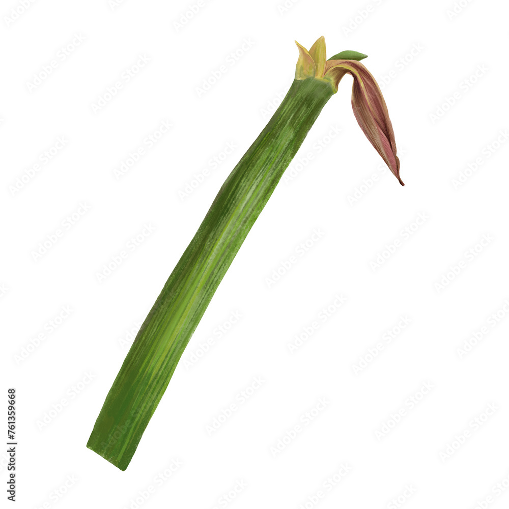 Red amaryllis flowers, stems and buds, hippeastrum plant. Hand drawn watercolor illustration for your botanical, floral sticker, card, wedding, birthday invitation card print Isolated white background Red amaryllis flowers, stems and buds, hippeastrum plant. Hand drawn watercolor illustration for your botanical, floral sticker, card, wedding, birthday invitation card print Isolated white background