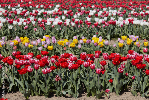 Tulip field with flowers in red, pink, white and yellow colors in spring sunlight