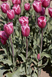 Tulip, purple flowers in spring sunlight