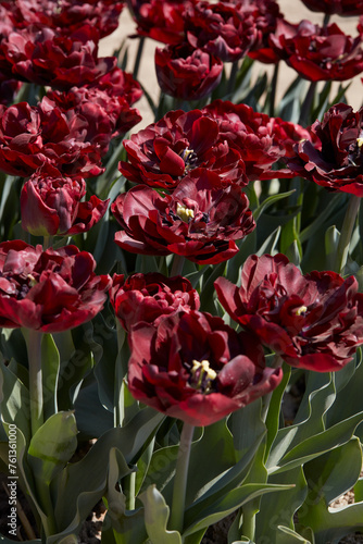 Tulip Palmyra, dark red flowers in spring sunlight